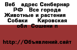Веб – адрес Сенбернар.РФ - Все города Животные и растения » Собаки   . Кировская обл.,Сошени п.